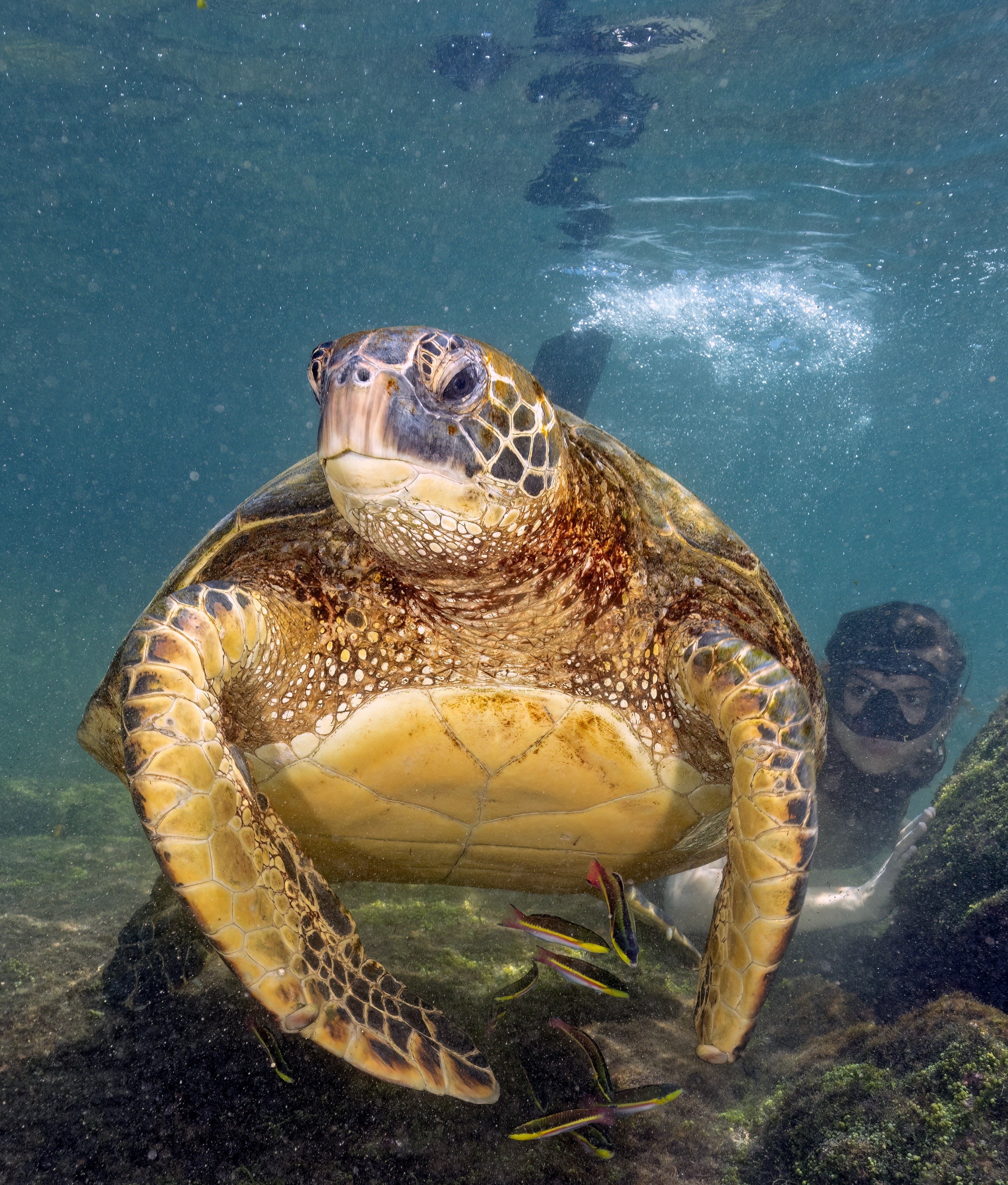 Sea turtle with diver — professional diving
